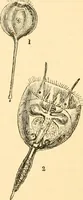 An illustration from The microscope : its history, construction, and application, being a familiar introduction to the use of the instrument, and the study of microscopial science / By Jabez Hogg ... with upwards of five hundred engravings and coloured illustrations by Tuffen West. (1867)