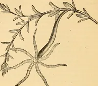 An illustration from The microscope : its history, construction, and application, being a familiar introduction to the use of the instrument, and the study of microscopial science / By Jabez Hogg ... with upwards of five hundred engravings and coloured illustrations by Tuffen West. (1867)
