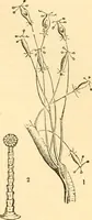 An illustration from The microscope : its history, construction, and application, being a familiar introduction to the use of the instrument, and the study of microscopial science / By Jabez Hogg ... with upwards of five hundred engravings and coloured illustrations by Tuffen West. (1867)