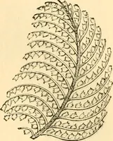 An illustration from The microscope : its history, construction, and application, being a familiar introduction to the use of the instrument, and the study of microscopial science / By Jabez Hogg ... with upwards of five hundred engravings and coloured illustrations by Tuffen West. (1867)