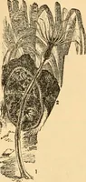 An illustration from The microscope : its history, construction, and application, being a familiar introduction to the use of the instrument, and the study of microscopial science / By Jabez Hogg ... with upwards of five hundred engravings and coloured illustrations by Tuffen West. (1867)