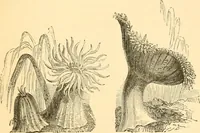 An illustration from The microscope : its history, construction, and application, being a familiar introduction to the use of the instrument, and the study of microscopial science / By Jabez Hogg ... with upwards of five hundred engravings and coloured illustrations by Tuffen West. (1867)