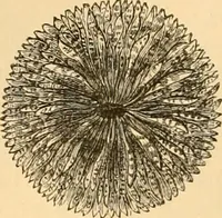 An illustration from The microscope : its history, construction, and application, being a familiar introduction to the use of the instrument, and the study of microscopial science / By Jabez Hogg ... with upwards of five hundred engravings and coloured illustrations by Tuffen West. (1867)