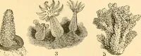 An illustration from The microscope : its history, construction, and application, being a familiar introduction to the use of the instrument, and the study of microscopial science / By Jabez Hogg ... with upwards of five hundred engravings and coloured illustrations by Tuffen West. (1867)