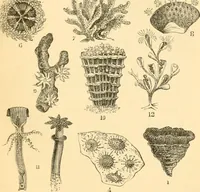 An illustration from The microscope : its history, construction, and application, being a familiar introduction to the use of the instrument, and the study of microscopial science / By Jabez Hogg ... with upwards of five hundred engravings and coloured illustrations by Tuffen West. (1867)