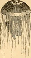 An illustration from The microscope : its history, construction, and application, being a familiar introduction to the use of the instrument, and the study of microscopial science / By Jabez Hogg ... with upwards of five hundred engravings and coloured illustrations by Tuffen West. (1867)