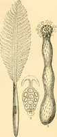An illustration from The microscope : its history, construction, and application, being a familiar introduction to the use of the instrument, and the study of microscopial science / By Jabez Hogg ... with upwards of five hundred engravings and coloured illustrations by Tuffen West. (1867)