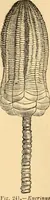 An illustration from The microscope : its history, construction, and application, being a familiar introduction to the use of the instrument, and the study of microscopial science / By Jabez Hogg ... with upwards of five hundred engravings and coloured illustrations by Tuffen West. (1867)