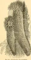 An illustration from The microscope : its history, construction, and application, being a familiar introduction to the use of the instrument, and the study of microscopial science / By Jabez Hogg ... with upwards of five hundred engravings and coloured illustrations by Tuffen West. (1867)