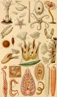 An illustration from The microscope : its history, construction, and application, being a familiar introduction to the use of the instrument, and the study of microscopial science / By Jabez Hogg ... with upwards of five hundred engravings and coloured illustrations by Tuffen West. (1867)
