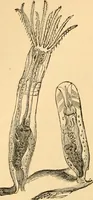 An illustration from The microscope : its history, construction, and application, being a familiar introduction to the use of the instrument, and the study of microscopial science / By Jabez Hogg ... with upwards of five hundred engravings and coloured illustrations by Tuffen West. (1867)