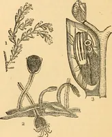 An illustration from The microscope : its history, construction, and application, being a familiar introduction to the use of the instrument, and the study of microscopial science / By Jabez Hogg ... with upwards of five hundred engravings and coloured illustrations by Tuffen West. (1867)
