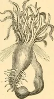 An illustration from The microscope : its history, construction, and application, being a familiar introduction to the use of the instrument, and the study of microscopial science / By Jabez Hogg ... with upwards of five hundred engravings and coloured illustrations by Tuffen West. (1867)