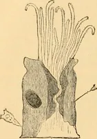 An illustration from The microscope : its history, construction, and application, being a familiar introduction to the use of the instrument, and the study of microscopial science / By Jabez Hogg ... with upwards of five hundred engravings and coloured illustrations by Tuffen West. (1867)