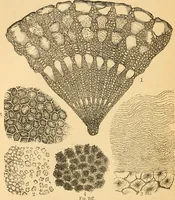 An illustration from The microscope : its history, construction, and application, being a familiar introduction to the use of the instrument, and the study of microscopial science / By Jabez Hogg ... with upwards of five hundred engravings and coloured illustrations by Tuffen West. (1867)