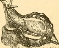 An illustration from The microscope : its history, construction, and application, being a familiar introduction to the use of the instrument, and the study of microscopial science / By Jabez Hogg ... with upwards of five hundred engravings and coloured illustrations by Tuffen West. (1867)