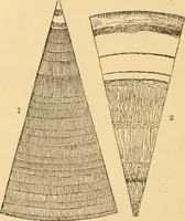 An illustration from The microscope : its history, construction, and application, being a familiar introduction to the use of the instrument, and the study of microscopial science / By Jabez Hogg ... with upwards of five hundred engravings and coloured illustrations by Tuffen West. (1867)