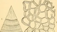 An illustration from The microscope : its history, construction, and application, being a familiar introduction to the use of the instrument, and the study of microscopial science / By Jabez Hogg ... with upwards of five hundred engravings and coloured illustrations by Tuffen West. (1867)