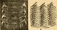 An illustration from The microscope : its history, construction, and application, being a familiar introduction to the use of the instrument, and the study of microscopial science / By Jabez Hogg ... with upwards of five hundred engravings and coloured illustrations by Tuffen West. (1867)