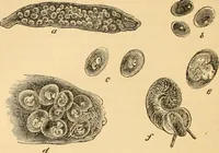 An illustration from The microscope : its history, construction, and application, being a familiar introduction to the use of the instrument, and the study of microscopial science / By Jabez Hogg ... with upwards of five hundred engravings and coloured illustrations by Tuffen West. (1867)