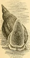 An illustration from The microscope : its history, construction, and application, being a familiar introduction to the use of the instrument, and the study of microscopial science / By Jabez Hogg ... with upwards of five hundred engravings and coloured illustrations by Tuffen West. (1867)