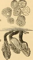 An illustration from The microscope : its history, construction, and application, being a familiar introduction to the use of the instrument, and the study of microscopial science / By Jabez Hogg ... with upwards of five hundred engravings and coloured illustrations by Tuffen West. (1867)
