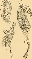 An illustration from The microscope : its history, construction, and application, being a familiar introduction to the use of the instrument, and the study of microscopial science / By Jabez Hogg ... with upwards of five hundred engravings and coloured illustrations by Tuffen West. (1867)