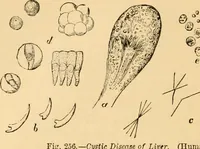 An illustration from The microscope : its history, construction, and application, being a familiar introduction to the use of the instrument, and the study of microscopial science / By Jabez Hogg ... with upwards of five hundred engravings and coloured illustrations by Tuffen West. (1867)