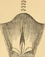 An illustration from The microscope : its history, construction, and application, being a familiar introduction to the use of the instrument, and the study of microscopial science / By Jabez Hogg ... with upwards of five hundred engravings and coloured illustrations by Tuffen West. (1867)