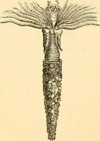 An illustration from The microscope : its history, construction, and application, being a familiar introduction to the use of the instrument, and the study of microscopial science / By Jabez Hogg ... with upwards of five hundred engravings and coloured illustrations by Tuffen West. (1867)