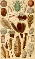 An illustration from The microscope : its history, construction, and application, being a familiar introduction to the use of the instrument, and the study of microscopial science / By Jabez Hogg ... with upwards of five hundred engravings and coloured illustrations by Tuffen West. (1867)
