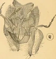 An illustration from The microscope : its history, construction, and application, being a familiar introduction to the use of the instrument, and the study of microscopial science / By Jabez Hogg ... with upwards of five hundred engravings and coloured illustrations by Tuffen West. (1867)