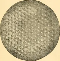 An illustration from The microscope : its history, construction, and application, being a familiar introduction to the use of the instrument, and the study of microscopial science / By Jabez Hogg ... with upwards of five hundred engravings and coloured illustrations by Tuffen West. (1867)