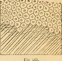 An illustration from The microscope : its history, construction, and application, being a familiar introduction to the use of the instrument, and the study of microscopial science / By Jabez Hogg ... with upwards of five hundred engravings and coloured illustrations by Tuffen West. (1867)