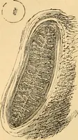 An illustration from The microscope : its history, construction, and application, being a familiar introduction to the use of the instrument, and the study of microscopial science / By Jabez Hogg ... with upwards of five hundred engravings and coloured illustrations by Tuffen West. (1867)