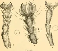 An illustration from The microscope : its history, construction, and application, being a familiar introduction to the use of the instrument, and the study of microscopial science / By Jabez Hogg ... with upwards of five hundred engravings and coloured illustrations by Tuffen West. (1867)