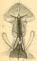 An illustration from The microscope : its history, construction, and application, being a familiar introduction to the use of the instrument, and the study of microscopial science / By Jabez Hogg ... with upwards of five hundred engravings and coloured illustrations by Tuffen West. (1867)
