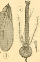 An illustration from The microscope : its history, construction, and application, being a familiar introduction to the use of the instrument, and the study of microscopial science / By Jabez Hogg ... with upwards of five hundred engravings and coloured illustrations by Tuffen West. (1867)
