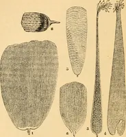 An illustration from The microscope : its history, construction, and application, being a familiar introduction to the use of the instrument, and the study of microscopial science / By Jabez Hogg ... with upwards of five hundred engravings and coloured illustrations by Tuffen West. (1867)
