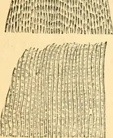 An illustration from The microscope : its history, construction, and application, being a familiar introduction to the use of the instrument, and the study of microscopial science / By Jabez Hogg ... with upwards of five hundred engravings and coloured illustrations by Tuffen West. (1867)