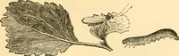 An illustration from The microscope : its history, construction, and application, being a familiar introduction to the use of the instrument, and the study of microscopial science / By Jabez Hogg ... with upwards of five hundred engravings and coloured illustrations by Tuffen West. (1867)