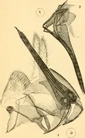 An illustration from The microscope : its history, construction, and application, being a familiar introduction to the use of the instrument, and the study of microscopial science / By Jabez Hogg ... with upwards of five hundred engravings and coloured illustrations by Tuffen West. (1867)