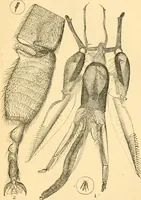 An illustration from The microscope : its history, construction, and application, being a familiar introduction to the use of the instrument, and the study of microscopial science / By Jabez Hogg ... with upwards of five hundred engravings and coloured illustrations by Tuffen West. (1867)