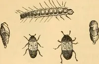 An illustration from The microscope : its history, construction, and application, being a familiar introduction to the use of the instrument, and the study of microscopial science / By Jabez Hogg ... with upwards of five hundred engravings and coloured illustrations by Tuffen West. (1867)