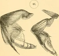 An illustration from The microscope : its history, construction, and application, being a familiar introduction to the use of the instrument, and the study of microscopial science / By Jabez Hogg ... with upwards of five hundred engravings and coloured illustrations by Tuffen West. (1867)