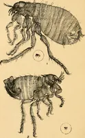 An illustration from The microscope : its history, construction, and application, being a familiar introduction to the use of the instrument, and the study of microscopial science / By Jabez Hogg ... with upwards of five hundred engravings and coloured illustrations by Tuffen West. (1867)