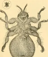 An illustration from The microscope : its history, construction, and application, being a familiar introduction to the use of the instrument, and the study of microscopial science / By Jabez Hogg ... with upwards of five hundred engravings and coloured illustrations by Tuffen West. (1867)