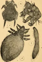 An illustration from The microscope : its history, construction, and application, being a familiar introduction to the use of the instrument, and the study of microscopial science / By Jabez Hogg ... with upwards of five hundred engravings and coloured illustrations by Tuffen West. (1867)