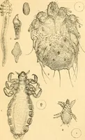 An illustration from The microscope : its history, construction, and application, being a familiar introduction to the use of the instrument, and the study of microscopial science / By Jabez Hogg ... with upwards of five hundred engravings and coloured illustrations by Tuffen West. (1867)