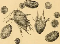 An illustration from The microscope : its history, construction, and application, being a familiar introduction to the use of the instrument, and the study of microscopial science / By Jabez Hogg ... with upwards of five hundred engravings and coloured illustrations by Tuffen West. (1867)